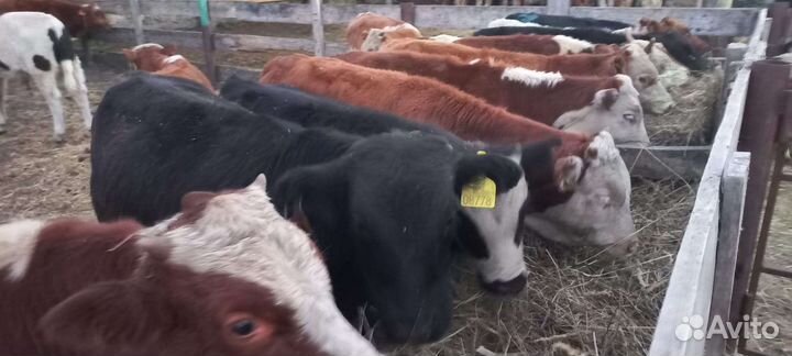 Бычки на откорм