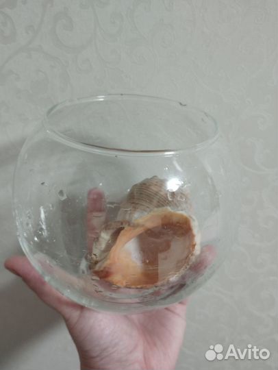 Аквариум круглый 1.5 л с ракушкой