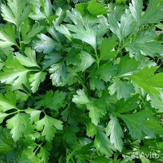 Семена Укропа и Петрушки (Greentime-Испания)