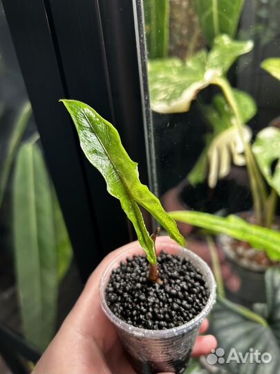 Алоказия небула, сабрина, гагеана вар