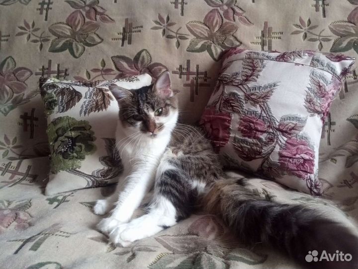 Кошка в дар