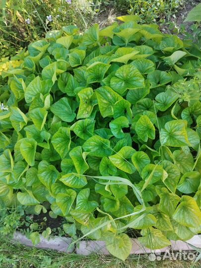 Фиалка садовая белая