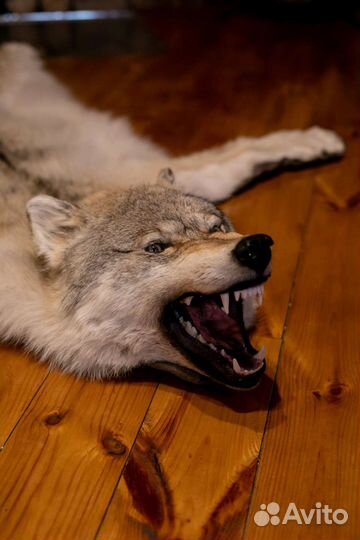 Шкура волка