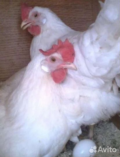 Куры несушки годовалые