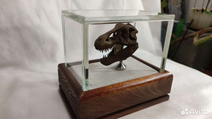 Стеклянный колпак для хранения предметов