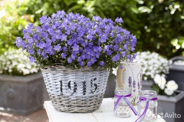 Колокольчик карпатский