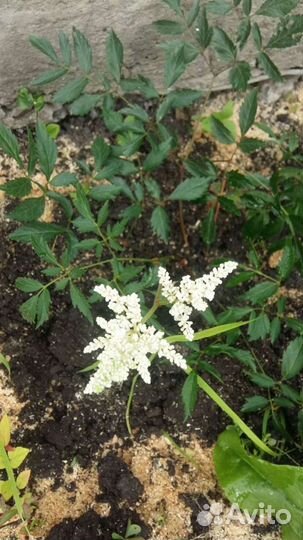 Астильбы, сорта, много разных растений в профили