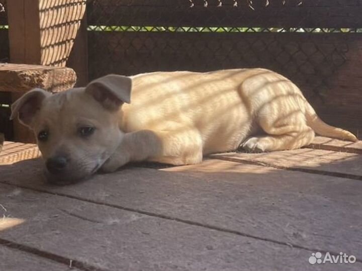 Щенки в добрые руки