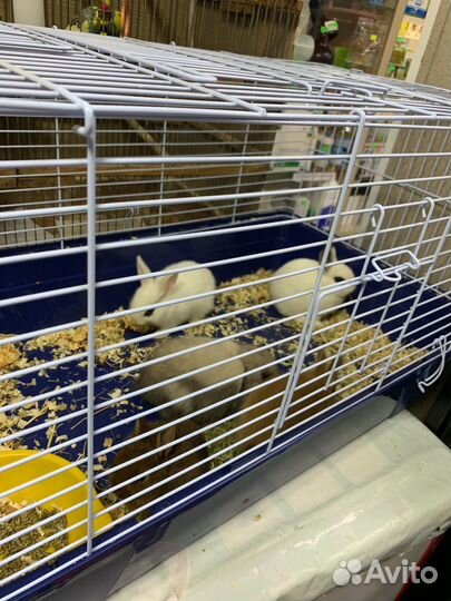 Декоративные кролики маленькие