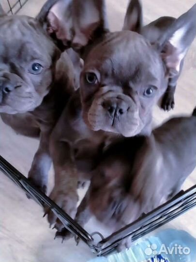 Французский бульдог голубой щенки