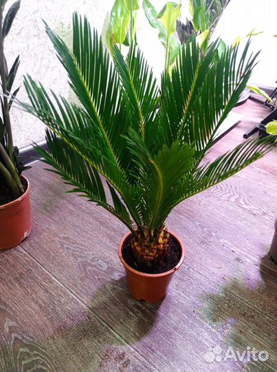 Цикас революта