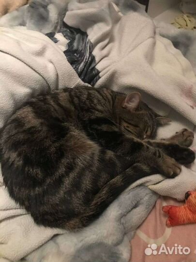 Отдам в добрые руки молодою кошку
