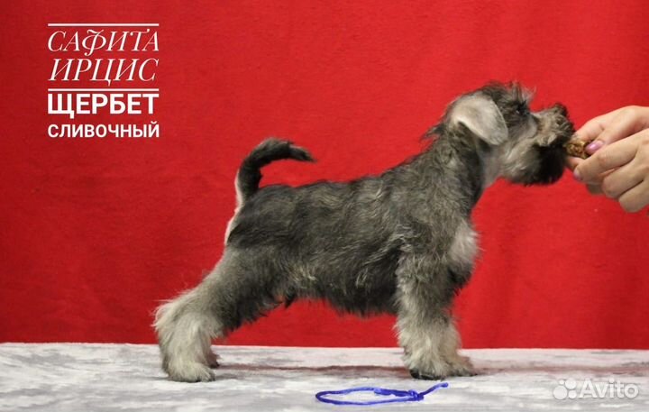 Щенки цвергшнауцера перец с солью