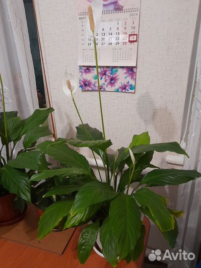 Спатифиллум