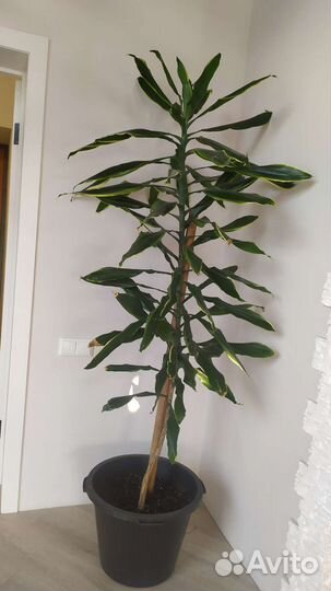 Комнатные цветы кротон