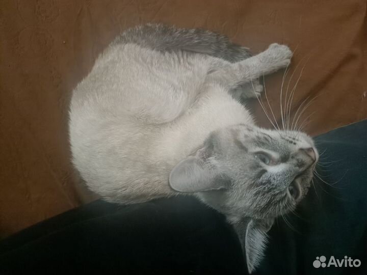 Нашли котенка. Отдадим хозяевам или в добрые руки