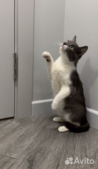 Кошка Бусинка в добрые руки