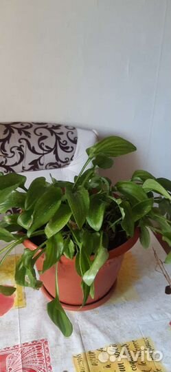 Дримиопсис