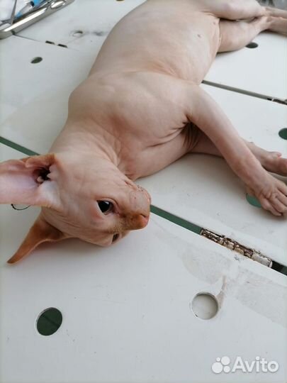 Кастрация котов, кобелей на дому