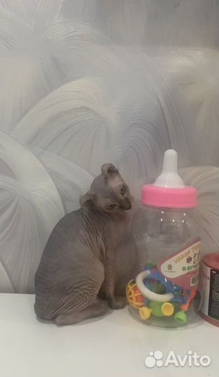 Канадский сфинкс