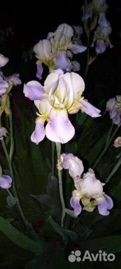 Ирисы