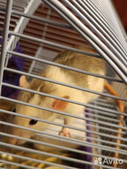 Крыса мальчик с клеткой