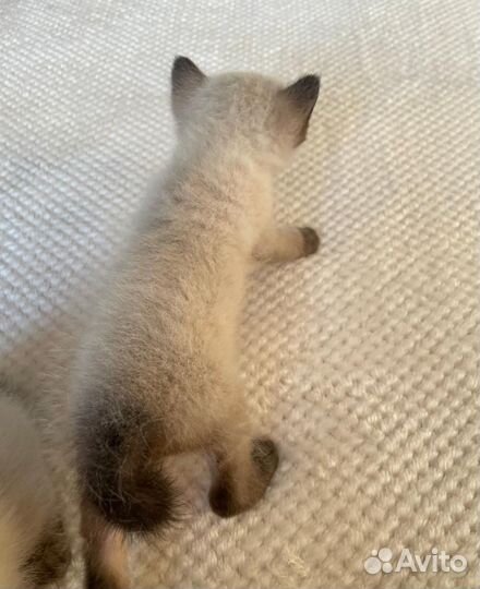 Продаю котят Меконгский бобтейл