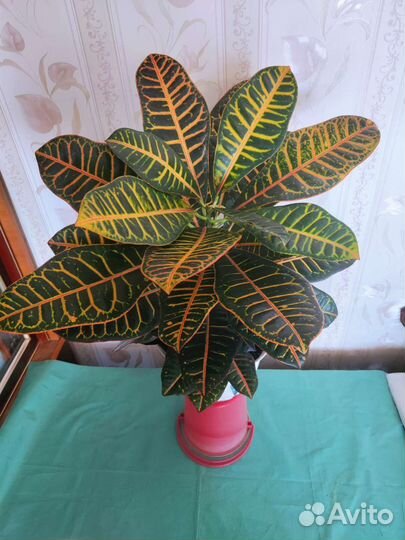 Кодиеум кротон, есть разные + малыши