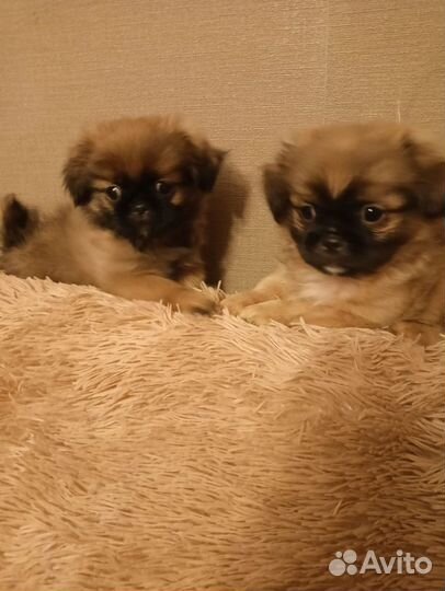 Щенки пекинеса