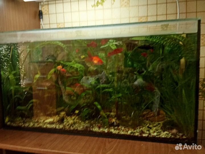 Аквариум оформленный 100л