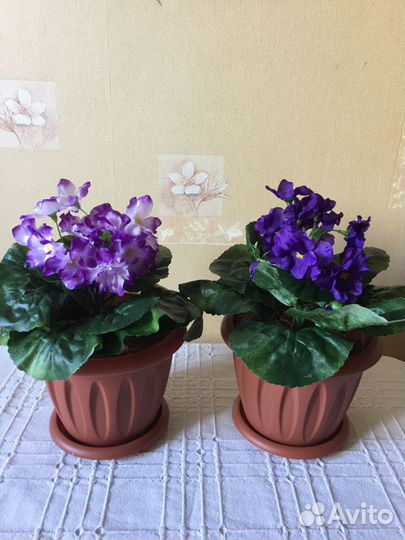 Цветы фиалка декоративная в горшке