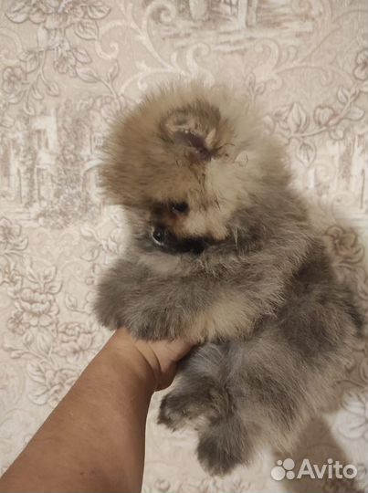 Щенки шпица