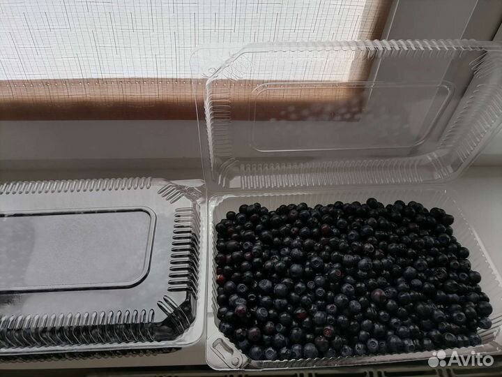 Черника свежая