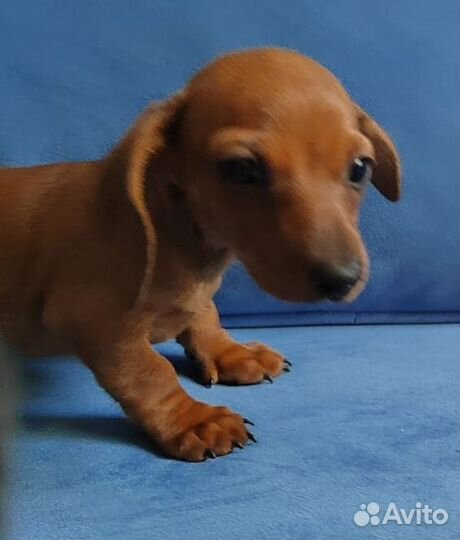 Супер мини Кроличья такса