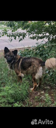 Стерилизованная собака