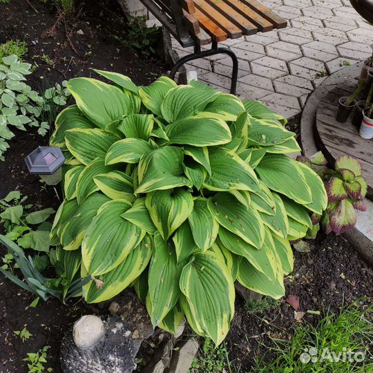 Хоста, папоротник, фалярис, астра