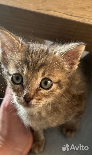 Котенок в добрые руки