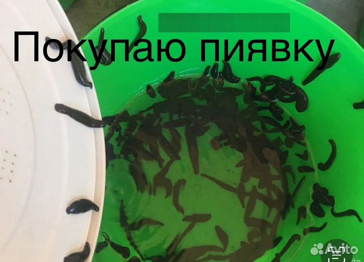 Пиявка