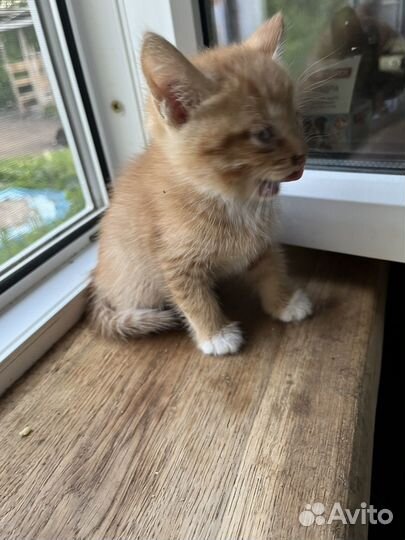 Отдам в дар котят