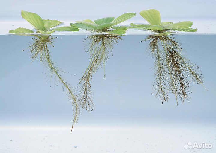 Аквариумные растения пистия