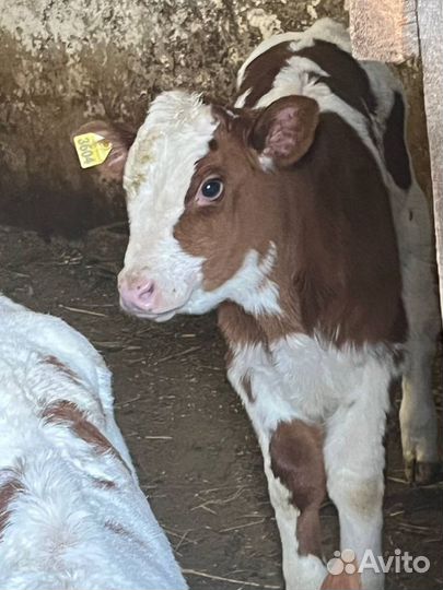 Телята бычки доставка