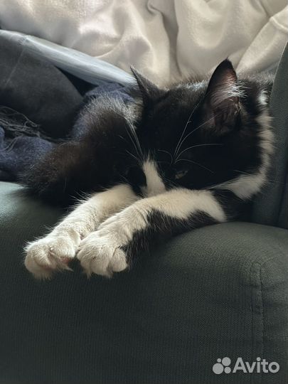 Котенок с улицы