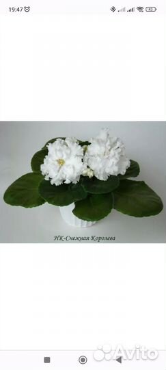 Детки сортовых фиалок