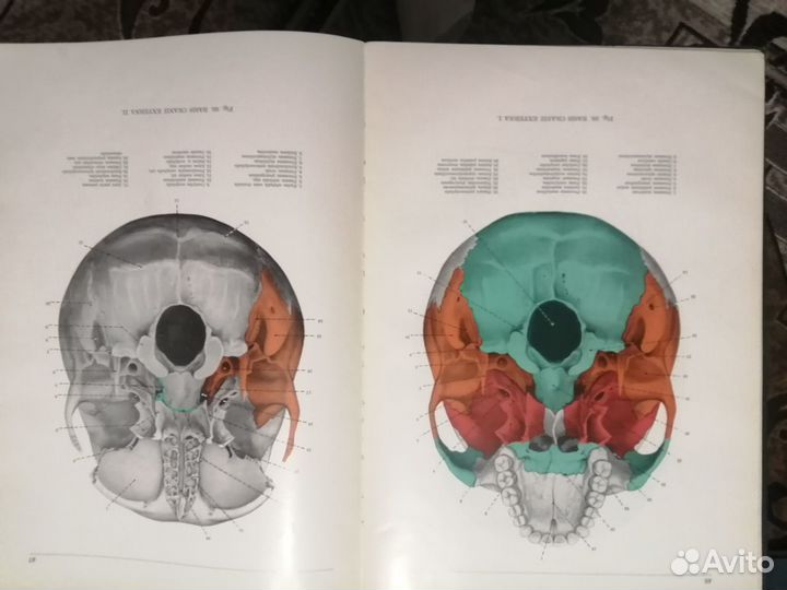 Анатомический атлас человеческого тела