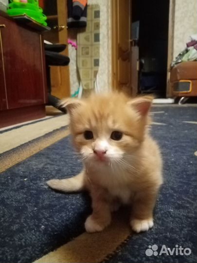 Кошки мейн-кун