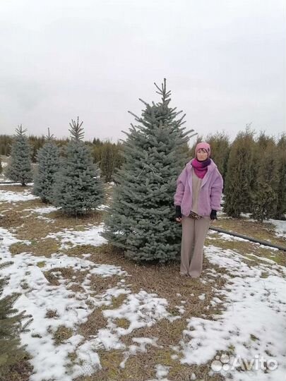 Туя колумна