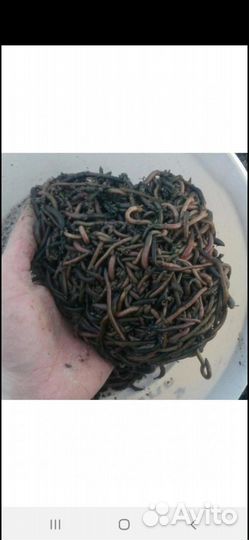 Зелёные черви