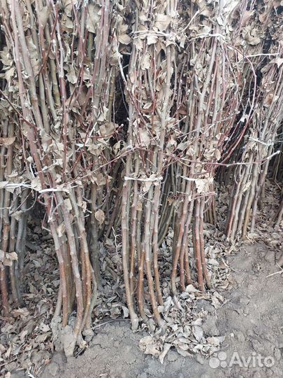 Саженцы оптом