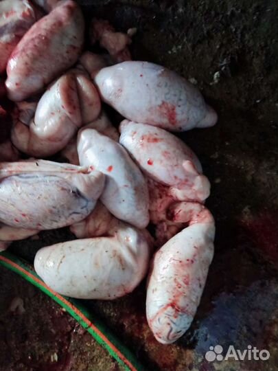 Мясо говядина для собак