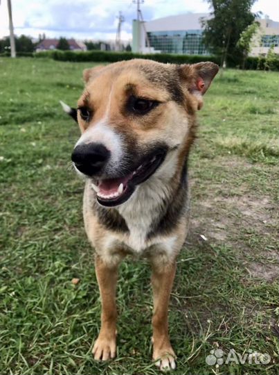 Собака в добрые руки